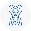 Maesteg Wasp Nest Removal